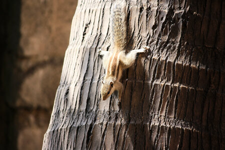 Squirrel Animal photo