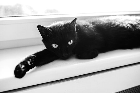 Black Cat in Black and White photo