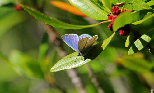 Spring azure -1