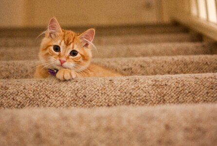 Ginger Tabby Cat Staircase photo