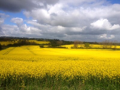 Natural yellow field landscape photo