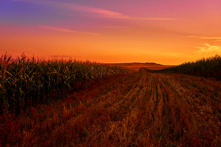 Landscape of cornfields during sunset in India photo