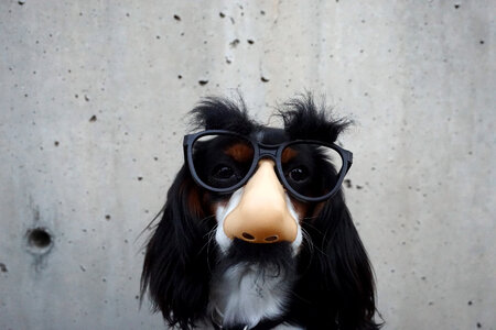 Dog wearing funny mask with glasses photo