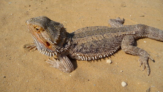 Central Bearded Dragon close-up photo
