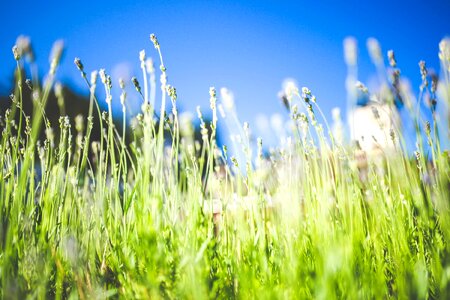 Environment field flora photo