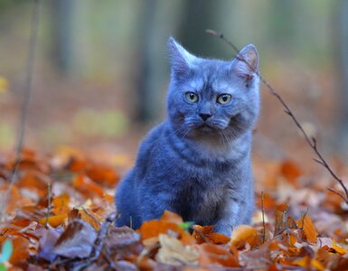 Leaves hidden pet