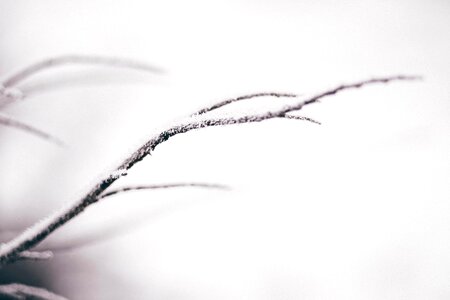 Branch cold frost photo