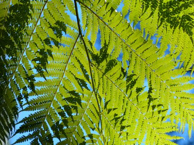 Leafy plants foliage