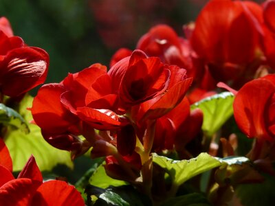 Begoniaceae begonia elatior hybrid elatior begonia photo