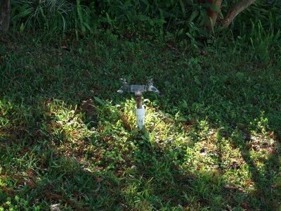 Bloom blossoming plant