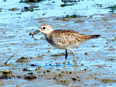 Black-bellied Plover-1