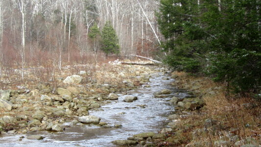 Dolly Sods Big Stonecoal Trail photo