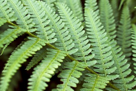 Nature leaf plant photo