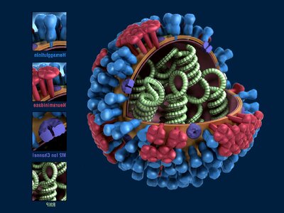 Influenza model virus
