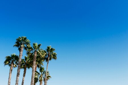 Palm Trees With a Blue Sky Free Photo photo