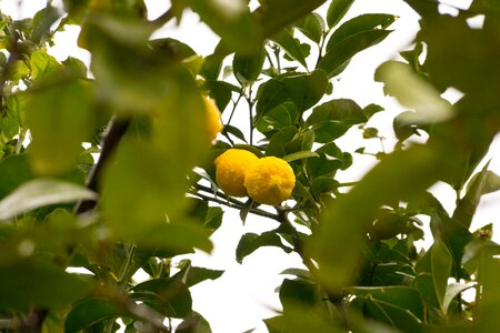 Tree fruit limone sour