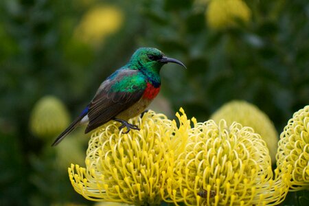 Animal bird flower photo