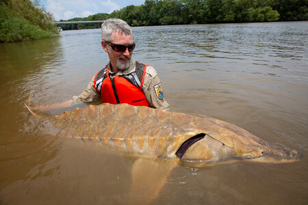 Biologist shows length of Gulf sturgeon in river