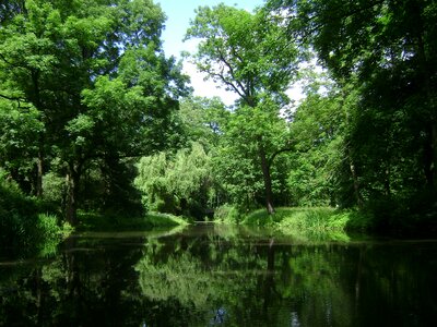 Forest trees woods