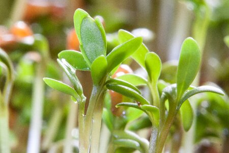 Fresh germs embryophyta germ leaves