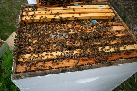 Honey honeycomb beehive photo