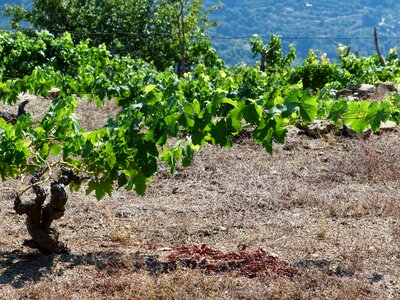 Wine winegrowing grapevine