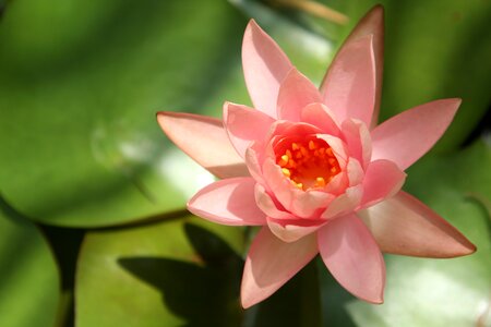 Lily nature pink lily tsvetokrozovaya photo