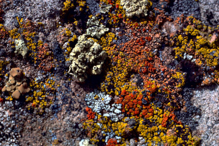 Lichens on rock photo
