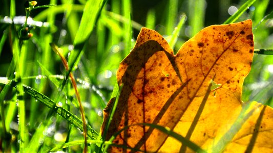 Holidays nature leaves