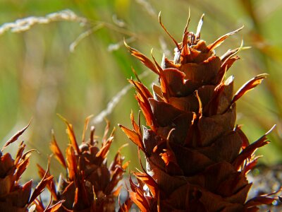 Pinecone coniferous flora photo