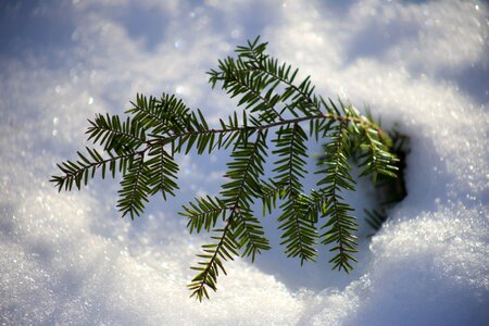 Snow tree winter