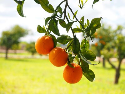 Agriculture berry biology