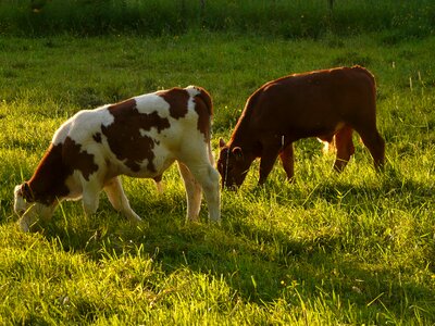 Bos primigenius taurus livestock agriculture photo