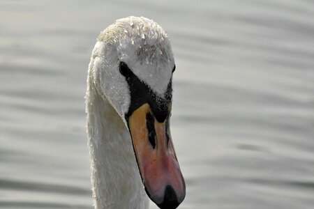 Head looking swan photo