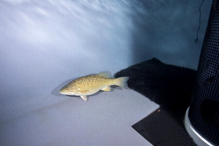 Smallmouth bass propagation
