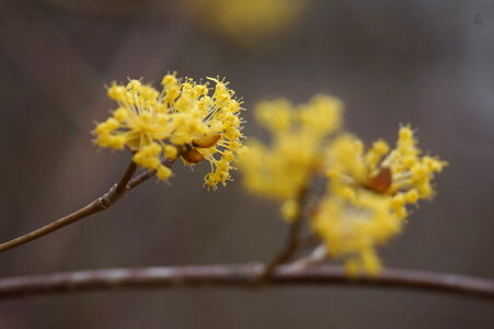 Tree and Flower - National Arboretum