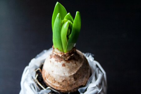 Spring plant nature