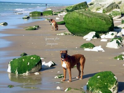 Animal beach erosion coast photo