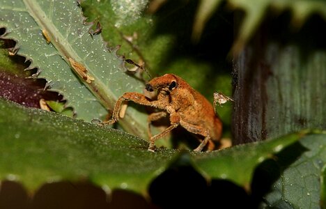 Amphibian animal arthropod photo