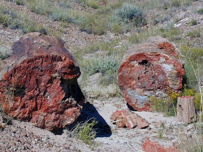 Fossils petrified tree arizona
