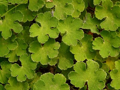Leaf green plant photo