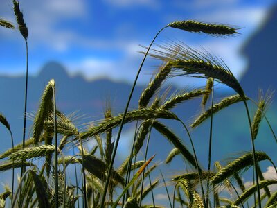 Spike cereals grain photo