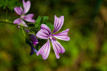 Mallow flower purple