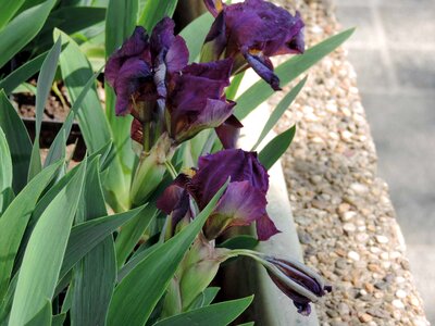 Flowerpot iris purple photo