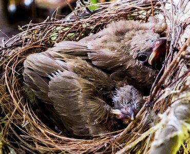 Young birds birds nest
