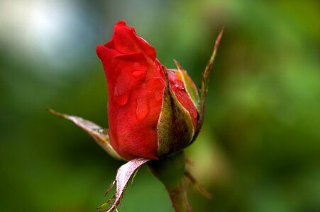 Romance macro plant