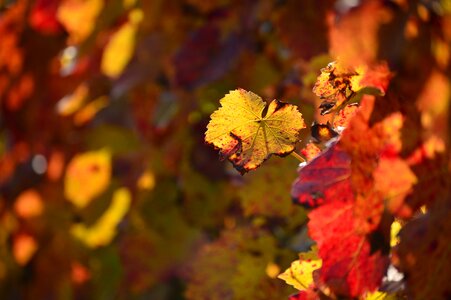 Fall color golden plant photo