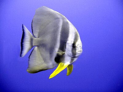 Exotic diving underwater photo