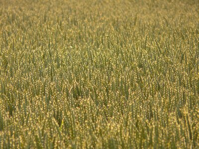 Spike cereals grain photo