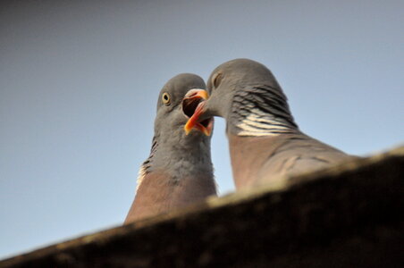 Kissing pigeons No.2 photo
